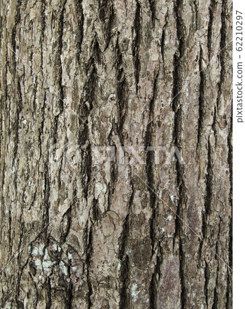 琉球松皮膚紋理材料 琉球松皮膚紋理材料 62210297