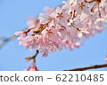 垂枝櫻花 62210485