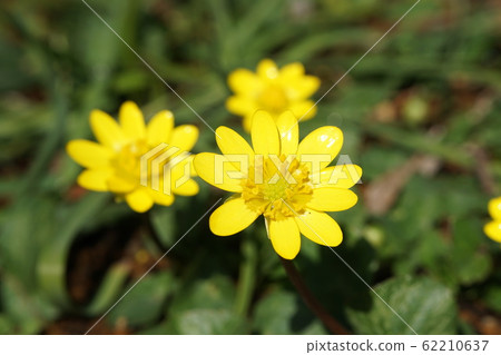 福壽壽遠東阿穆爾山 福壽壽遠東阿穆爾山 62210637