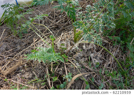 種植胡蘿蔔 62210939