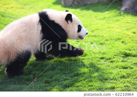 小熊貓 小熊貓 62210964