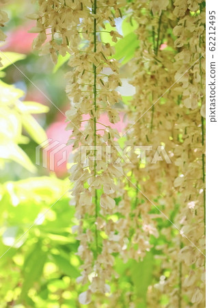 新鮮的白色紫藤花 新鮮的白色紫藤花 62212495