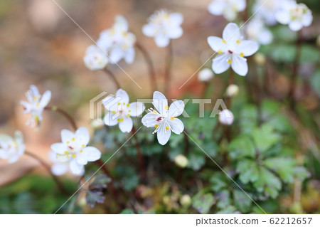 百草仁的花朵 62212657