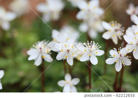 百草仁的花朵 百草仁的花朵 62212658