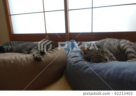 Two cats sleeping in a cat bed 62213402
