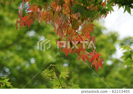 Kaede的葉子開始變紅 62213405