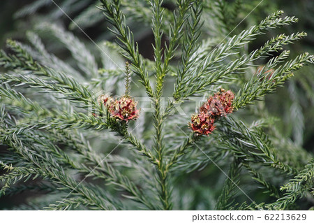 雪松雌花 雪松雌花 62213629
