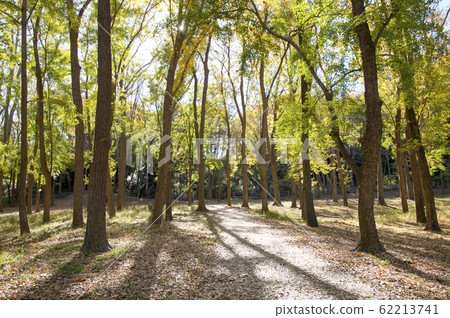 Sa山公園的秋葉楓樹林 Sa山公園的秋葉楓樹林 62213741