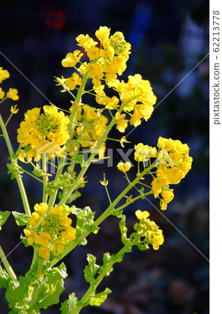 Spring rape blossoms (2) Spring rape blossoms (2) 62213778