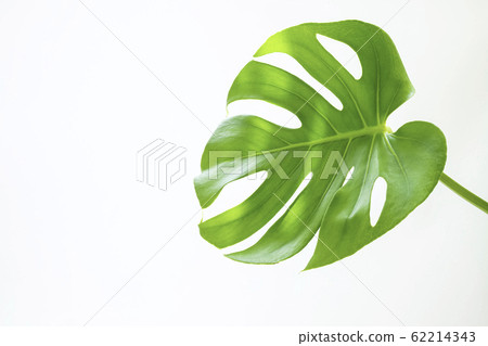 Clean plants Monstera 62214343