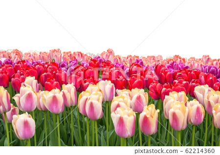 Spring coloful tulip bulb flower field isolated on white background 62214360