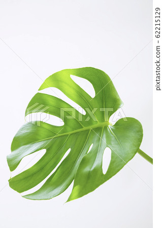 Clean plants Monstera Clean plants Monstera 62215129