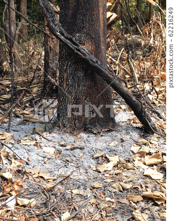 trees was burned trees was burned 62216249