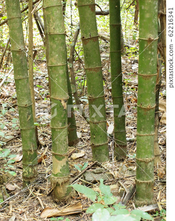 Bamboo forest. Trees background inside tropical Bamboo forest. Trees background inside tropical 62216341