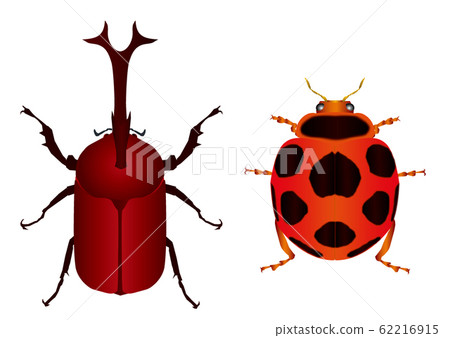 甲蟲和瓢蟲 甲蟲和瓢蟲 62216915