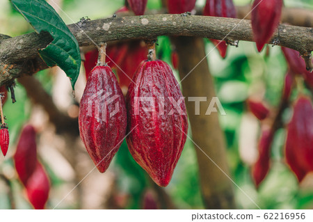 Cacao Tree (Theobroma cacao). Organic cocoa fruit 62216956