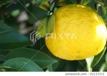 Yuzu Yuzu 62217231