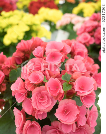 Elatiol Begonia Elatiol Begonia 62217368