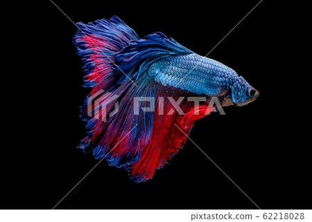 Colorful with main color of blue and red betta fish, Siamese fighting fish Colorful with main color of blue and red betta fish, Siamese fighting fish 62218028