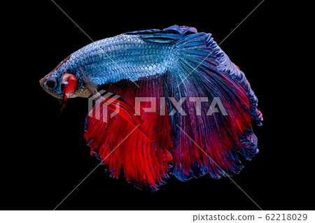 Colorful with main color of blue and red betta fish, Siamese fighting fish Colorful with main color of blue and red betta fish, Siamese fighting fish 62218029
