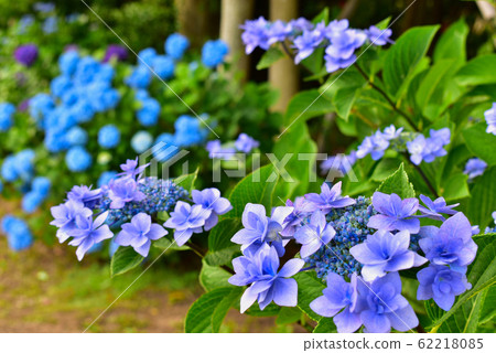 山口常盤公園繡球花 62218085