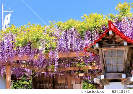 盛開的紫藤花 62218185