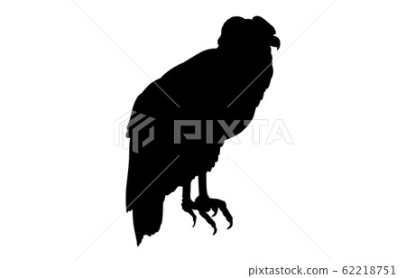 Animal silhouette bird condor 3 Animal silhouette bird condor 3 62218751