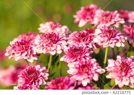 Fresh bright Pink chrysanthemums in autumn garden. 62218775