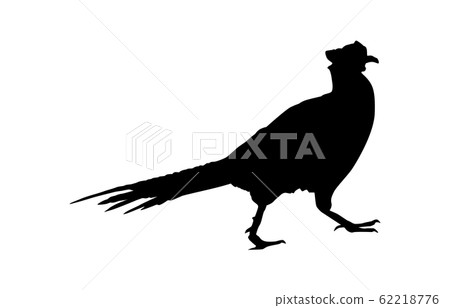 Animal silhouette bird pheasant 1 Animal silhouette bird pheasant 1 62218776