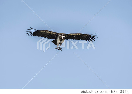 Flying Vulture in the sky 62218964