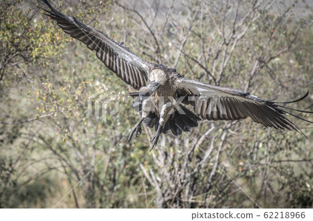 Vulture flying in the sky Vulture flying in the sky 62218966