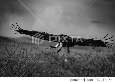 Vulture flying in the sky Vulture flying in the sky 62218968