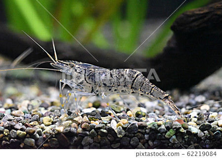 Eagle shrimp Eagle shrimp 62219084