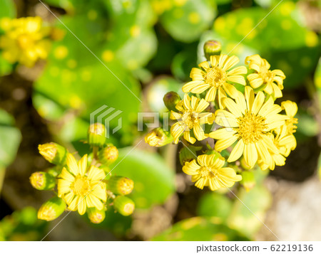 wa花 wa花 62219136