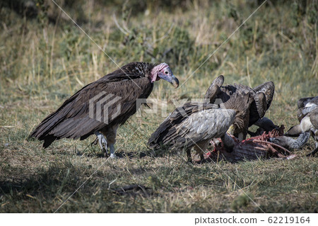 Vulture Eagle and White-faced Vulture 62219164