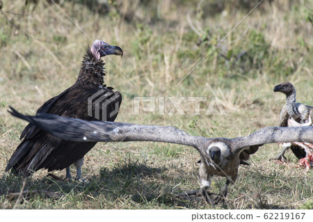 Vulture Eagle and White-faced Vulture 62219167