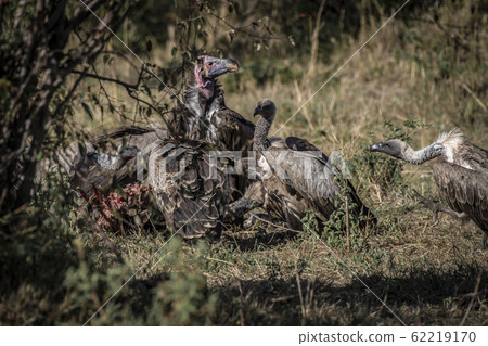 Vulture Eagle and White-faced Vulture Vulture Eagle and White-faced Vulture 62219170