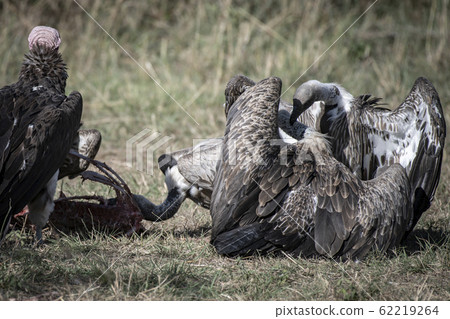 禿ul餐和禿V 62219264