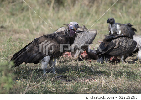 禿ul餐和禿V 62219265