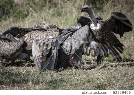 Vultures eating dead meat Vultures eating dead meat 62219406