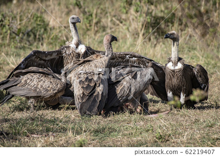 Vultures eating dead meat 62219407
