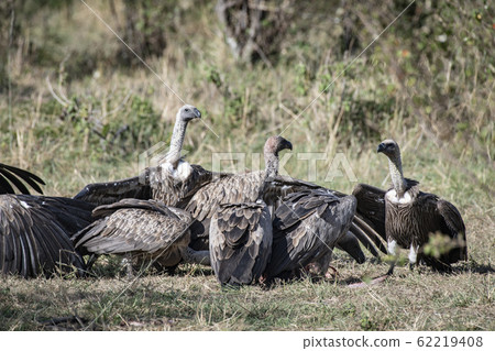 Vultures eating dead meat 62219408