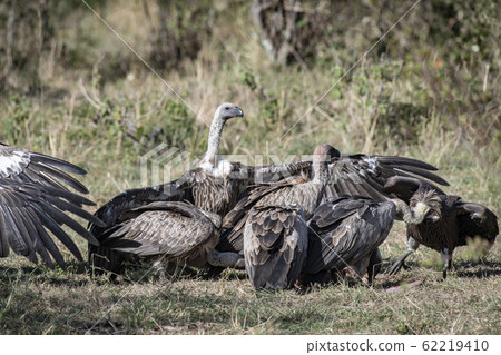 Vultures eating dead meat 62219410