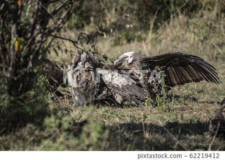 Vultures eating dead meat 62219412