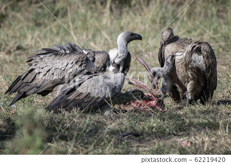 Vultures eating dead meat Vultures eating dead meat 62219420