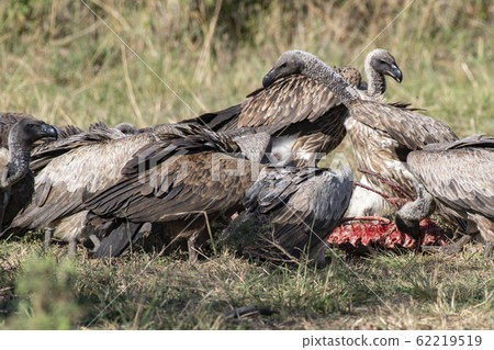 White-tailed vulture eating 62219519
