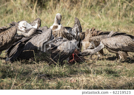 White-tailed vulture eating White-tailed vulture eating 62219523