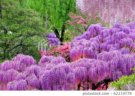 點亮紫藤花 點亮紫藤花 62219776