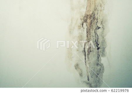 Closeup of a mold wall with fungus Closeup of a mold wall with fungus 62219976