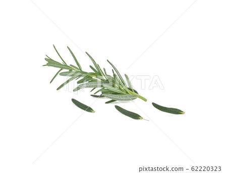 Rosemary twig and leaves isolated on white 62220323